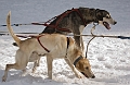 2009-03-14, Competition de traineaux a chiens au Bec-scie (144042)